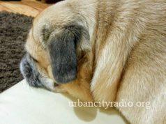 Izmena dozvoljenih termina za šetanje kućnih ljubimaca vikendom