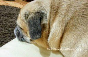 Izmena dozvoljenih termina za šetanje kućnih ljubimaca vikendom