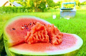 Lokacije na kojima će se ove godine prodavati dinje i lubenice u Požarevcu