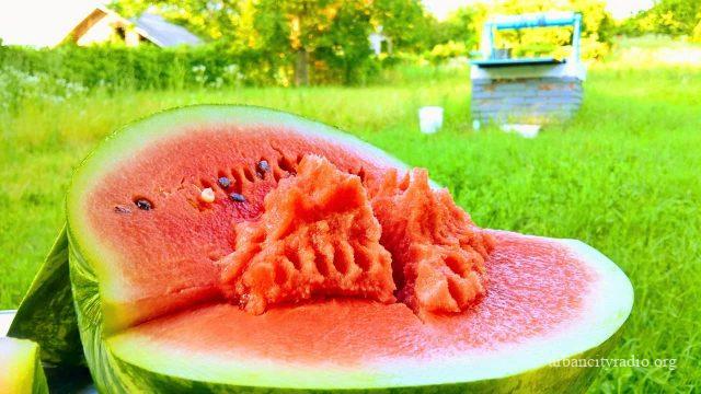 lubenica bpopovic (1)