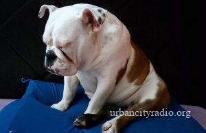 Grad Požarevac ipak zabranio više od jednog ljubimca