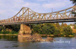 Drvo iz Morave vredi i do 10.000 evra