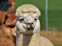 Antitela lame i kamile delotvorna u lečenju kovida