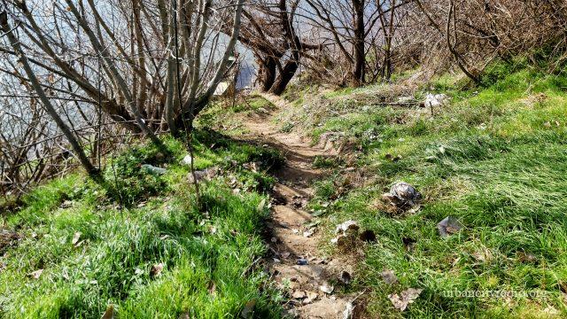 Šuma granje reka