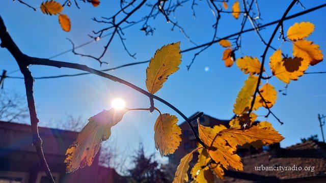 Jesen lišće sunce