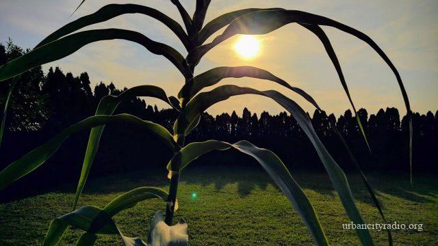 kukuruz agro traava (1)