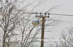 Saopšteno kakvo je stanje elektomreže u Srbiji