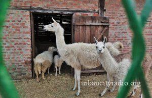 Borba za život lame u Ljubičevu nakon napada pasa
