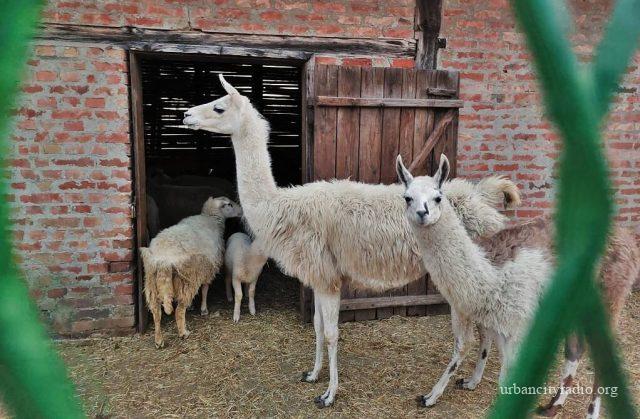 lama ljubičevo ergela