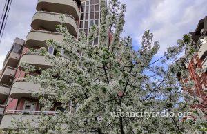 Akcija “Posadi svoj hlad” i ove godine u Požarevcu