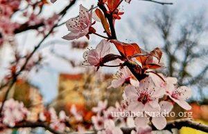 Sunčano posle jutarnjeg mraza u Požarevcu
