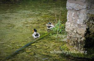 U planu kompleks sa ergelom, hotelom, bungalovima, avantura parkom…