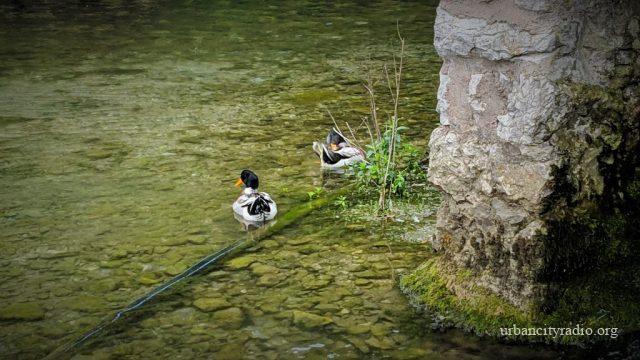 patkice krupajsko vrelo reka