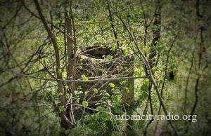 Topolovnik: Vatrogasci spasili štene iz bunara dubokog 15 metara