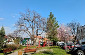 Najavljen tretman protiv krpelja u Požarevcu