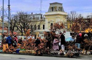 Tradicionalna prodaja novogodišnjih jelki sa busenom počinje u Požarevcu