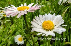 Smena sunca i oblaka u Požarevcu