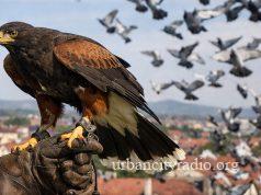 Dodeljen ugovor – Sokolari stižu u Požarevac da rasteraju ptice