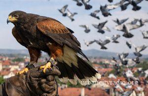 Dodeljen ugovor – Sokolari stižu u Požarevac da rasteraju ptice