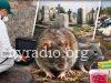 Sistematska deratizacija u Požarevcu od 12. do 24. oktobra