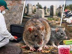 Počela besplatna prolećna deratizacija u Požarevcu – akcija traje do 4. aprila