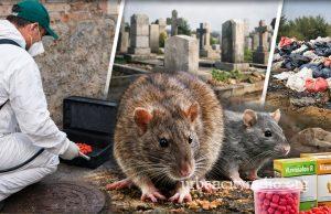 Počela besplatna prolećna deratizacija u Požarevcu – akcija traje do 4. aprila