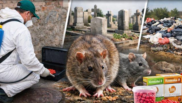 pacov deratizacija
