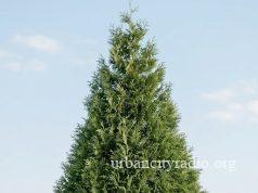 Oprez za alergične: Tuja i čempres u „crvenoj zoni” u Braničevskom okrugu