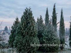 Kako se zaštititi od visokih koncentracija polena u Požarevcu?