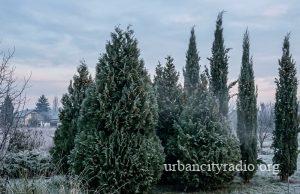 Kako se zaštititi od visokih koncentracija polena u Požarevcu?