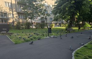 Apel JKP „Komunalne službe“: Ne hranite golubove u Gradskom parku