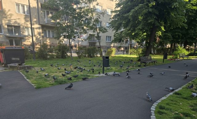 park golubovi